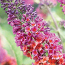 Weyeriana Bicolor Butterfly Bush (Buddleia x weyeriana 'Bicolor') - QT
