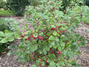 Berry Scape® Aronia (Aronia arbutifolia’Berry Scape’) - QT