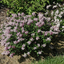 Baby Kim® Lilac (Syringa patula 'Baby Kim') - QT