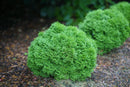 Tater Tot® Arbovitae (Thuja occidentalis 'Tater Tot') - QT