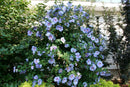 Azurri Blue Satin® Hibiscus ( Hibiscus syriacus ‘Azurri Blue Satin’) - QT