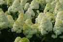 'Limelight' Panicle Hydrangea (Hydrangea paniculata 'Zwijnenburg') - QT