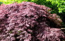 Tamukeyama Japanese Maple (Acer palmatum var. dissectum 'Tamukeyama') - 3 gallon 15"