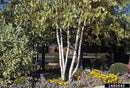 Whitespire Birch (Betula platyphylla 'Whitespire') - 3 gallon