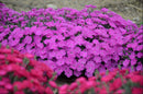 'Paint the Town Fuchsia' Pinks (Dianthus paint 'The Town Fuchsia') - QT