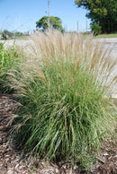 Adagio Maiden Grass (Miscanthus sinensis 'Adagio') - QT