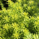 Angelina’s Teacup Stonecrop (Sedum angelinas 'Teacup') - QT