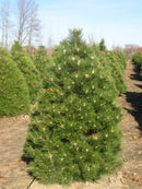 Austrian Pine (Pinus nigra) - 5 gallon