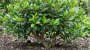 Bay Laurel (Laurus nobilis) - 1 gallon