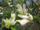 Butterflies Magnolia (Magnolia x 'Butterflies') - 1 gallon 6' TREE