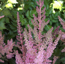 Vision In Pink Astilbe (Astilbe chinensis 'Visions in Pink') - 1 gallon