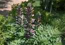 Spiny Bear’s Breeches (Acanthus spinosus) - 1 gallon