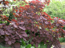 Royal Purple Smokebush (Cotinus coggygria 'Royal Purple') - 3 gallon 15"