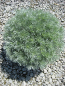 Wormwood 'Silver Mound' (Artemisia schmidtiana 'Silver Mound') - 1 gallon