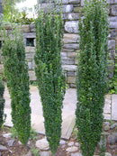 Sky Pencil Holly (Ilex crenata 'Sky Pencil') - QT