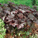 Bronze Wave Coral Bells (Heuchera villosa 'Bronze Wave') - 1 gallon