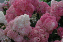 Vanilla Strawberry™ Hydrangea (Hydrangea paniculata 'Renhy') - QT