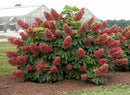 Ruby Slippers Oakleaf Hydrangea (Hydrangea quercifolia 'Ruby Slippers') - 3 gallon 12"