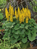'Bottle Rocket' Ligularia ('Bottle Rocket' Ligularia hybrid) - 2 gallon