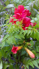 Summer Jazz™ Fire Trumpet Vine (Campsis 'Summer Takaruzuka Fresa') - 2 gallon