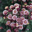 Winky Double Red & White Columbine (Aquilegia 'Winky Dbl Red & White') - 1 gallon