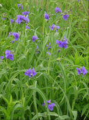 Spiderwort (Tradescantia ohiensis) - 1 gallon