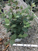 Spice Girl® Korean Spice Viburnum (Viburnum carlesii 'Spice Girl') - 3 gallon 18"