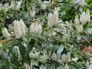 Chestnut Hill Cherry Laurel (Prunus L 'Chestnut Hill') - 2 gallon 15"