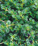 Woolly Thyme (Thymus pseudolanuginosus 'Pseudo. Wooly') - QT