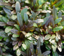 Chocolate Chip Bugleweed (Ajuga reptans 'Chocolate Chip') - QT