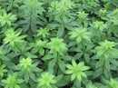 Sweet Woodruff (Galium odoratum) - QT