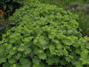 Thriller Lady's Mantle (Alchemilla mollis 'Thriller') - QT