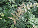 Brilliance™ Autumn Fern (Dryopteris erythrosora 'Brilliance') - QT