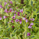 Bubbly Wine® Weigela (Weigela bubbly 'Wine') - 1 gallon