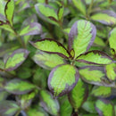 Vinho Verde® Weigela (Weigela florida 'Vinho Verde') - 1 gallon
