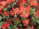 Stewartstonian Azalea (Azalea x 'Stewartstonian') - 3 gallon 15"