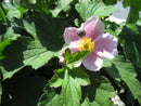 September Charm Anemone (Anemone x hybrida 'September Charm') - 1 gallon
