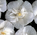 White Chiffon® Rose of Sharon (Hibiscus syriacus 'Notwoodtwo') - 3 gallon 18"