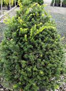 Captain™ Pyramidal Yew (Taxus cuspidata 'Captain') - 3 gallon 18"