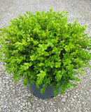 Winter Gem Boxwood (Buxus microphylla 'Winter Gem') - 3 gallon 15"