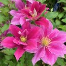 Vicki™ Clematis (Clematis vicki) - 1 gallon
