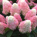 WorryFree® Love-A-Lot™ Pink Hydrangea (Hydrangea 'P Love-A-Lot Pink Rp10') - 3 gallon