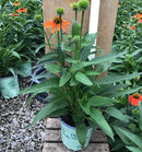 Artisan™ Soft Orange Coneflower (Echinacea artisan 'Soft Orange') - 3QT