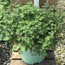 SylvesterBlue™ Catmint (Nepeta sylvester 'Blue') - 1 gallon