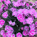 Dianthus Watermelon Ice Pinks (Dianthus 'Everbloom Watermelon Ice') - 1 gallon