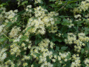 Virgin's Bower Clematis (Clematis virginiana) - 1 gallon
