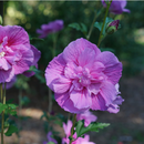 Dark Lavender Chiffon® Rose of Sharon (Hibiscus syriacus 'Dark Lav. Chiffon') - 3 gallon 18"