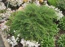 Celtic Pride® Siberian Cypress (Microbiota D 'Celtic Pride') - 1 gallon