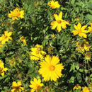 Sunshine Superman Tickseed (Coreopsis sunshine 'Superman') - 1 gallon