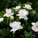 Steady as She Goes® (Gardenia steady 'As She Goes') - 1 gallon